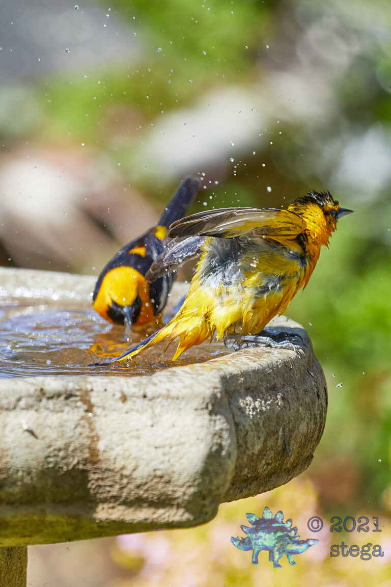 Bullock’s and Hooded Orioles