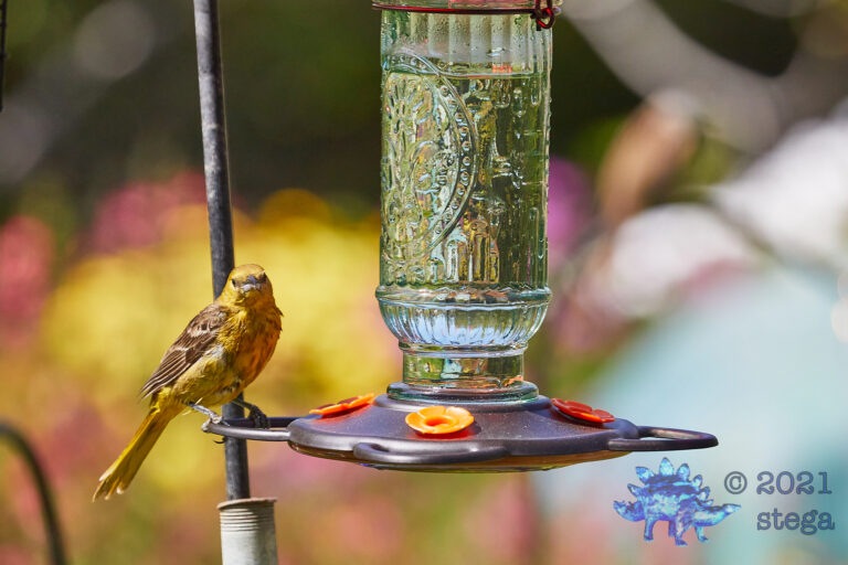 Hooded Oriole