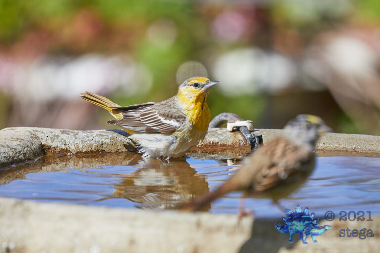 Bullock’s Oriole
