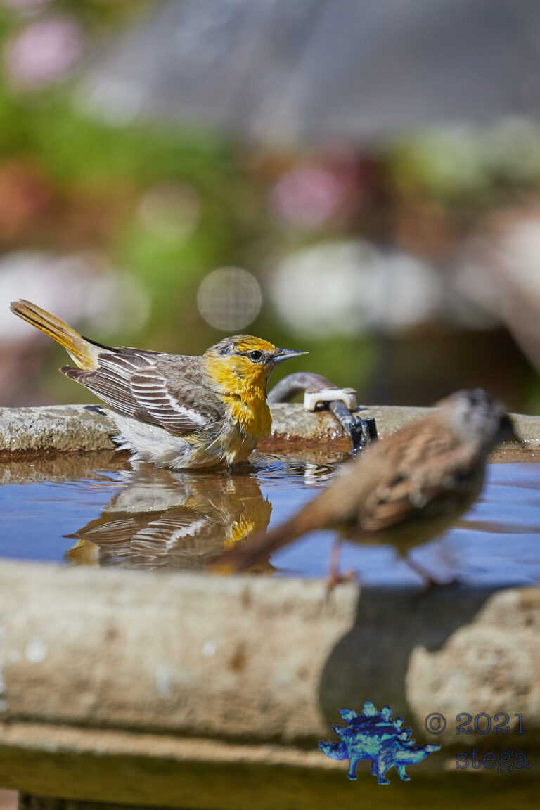 Bullock’s Oriole