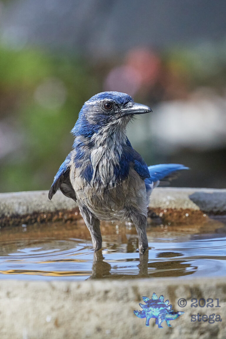 California Scrub Jay
