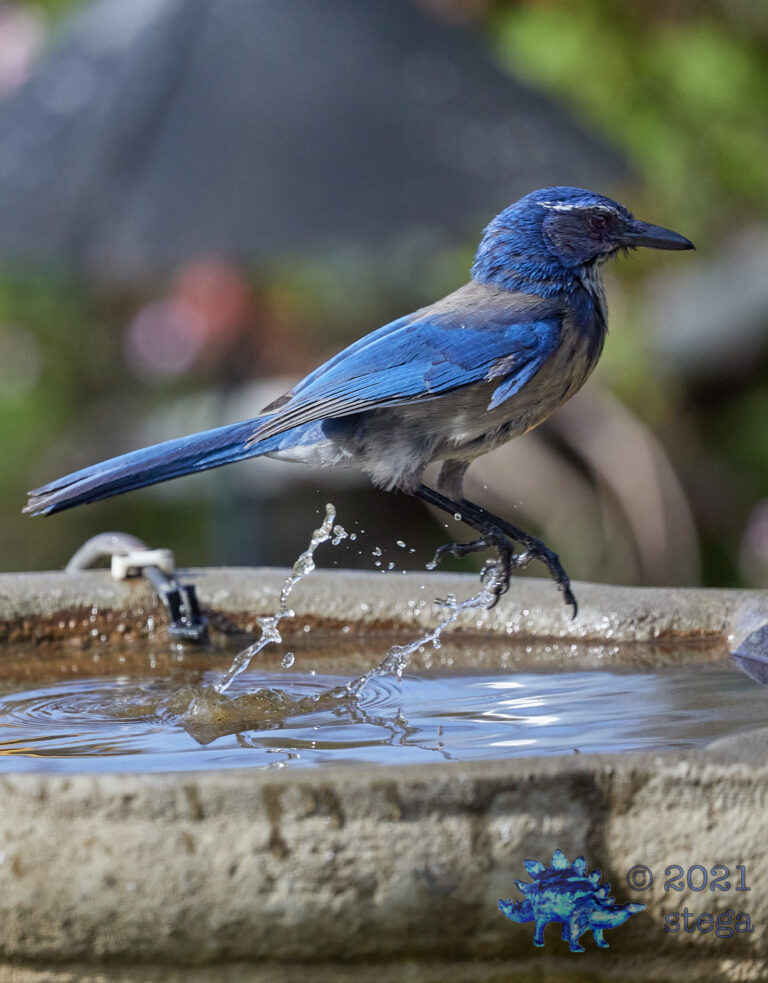 California Scrub Jay