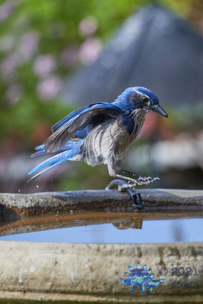 Scrub Jay Canonball