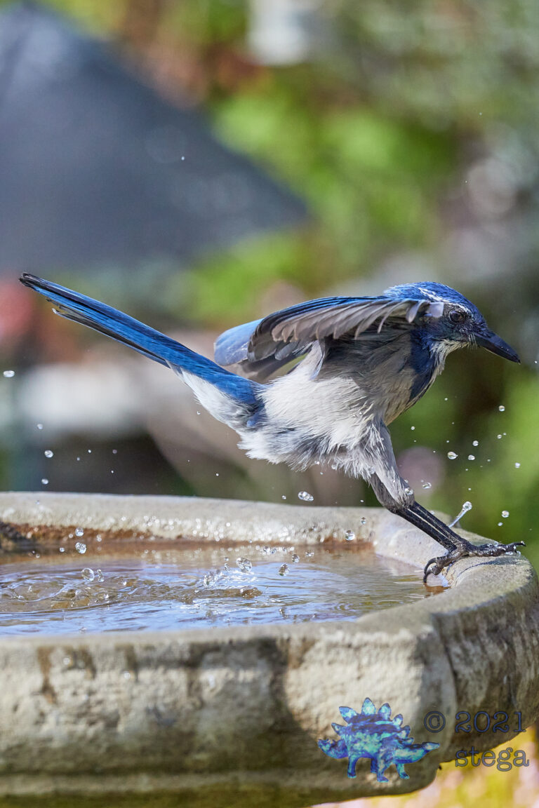 California Scrub Jay
