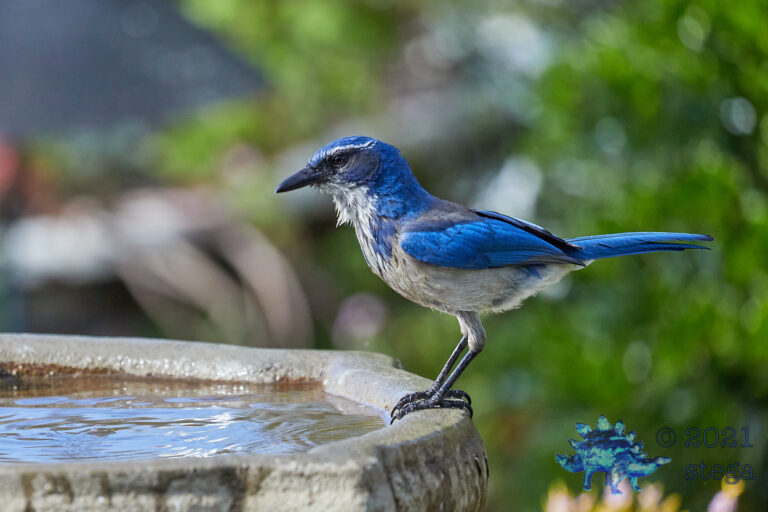 California Scrub Jay