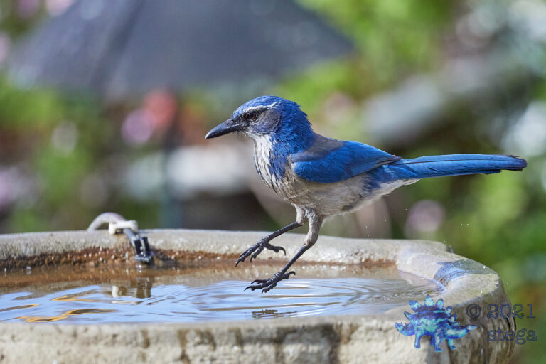 California Scrub Jay