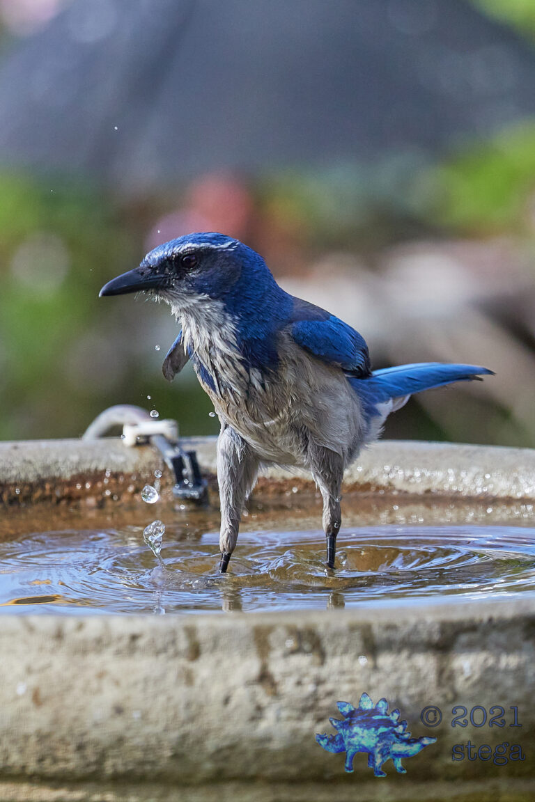 California Scrub Jay