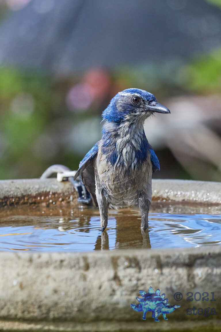 California Scrub Jay