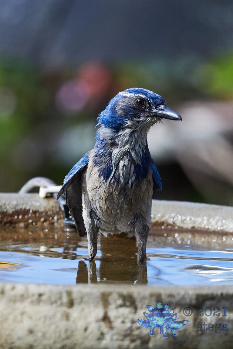 California Scrub Jay