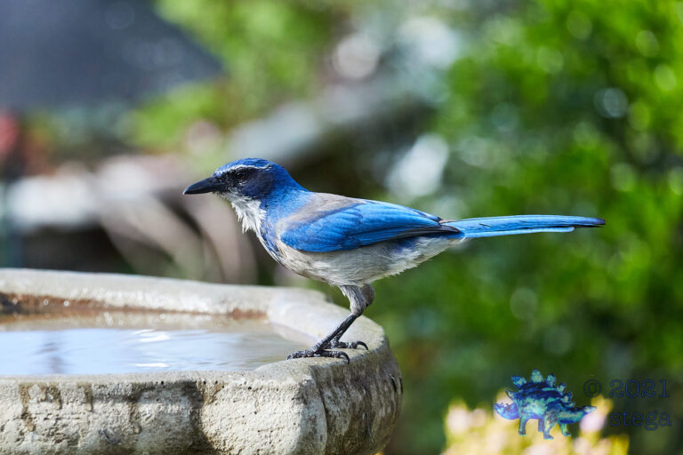 California Scrub Jay