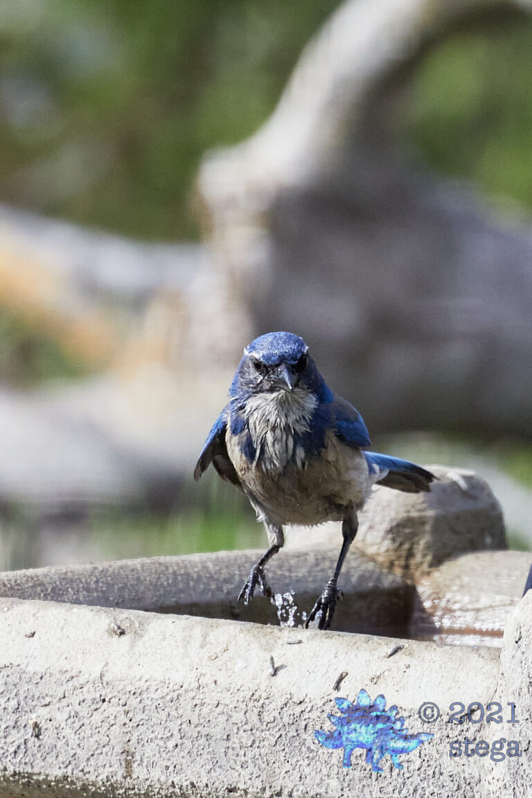 California Scrub Jay