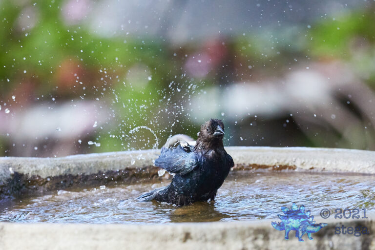 Wet Cowbird