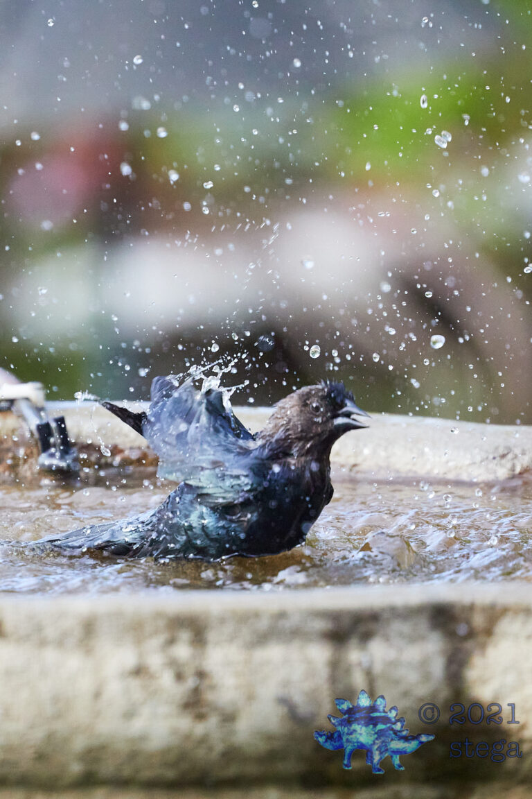 Brown-Headed Cowbird