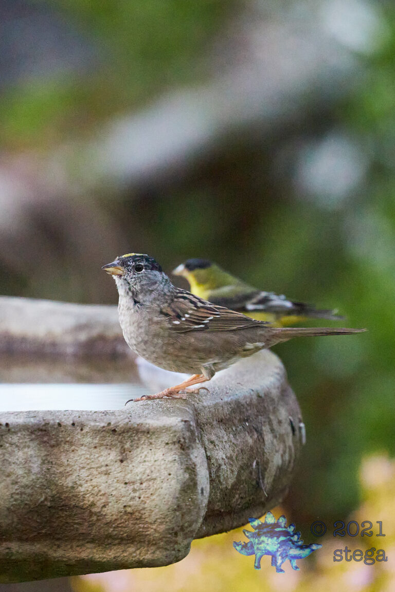 Gold-Crowned Sparrow