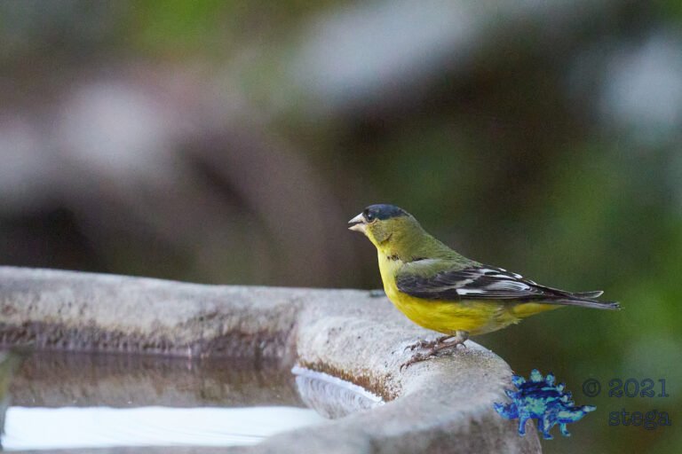 Lesser Goldfinch