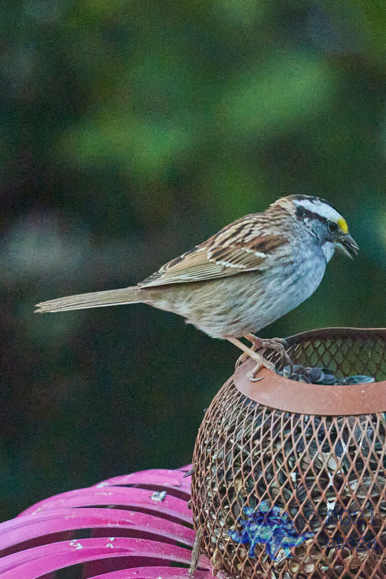 White-Throated Sparrow