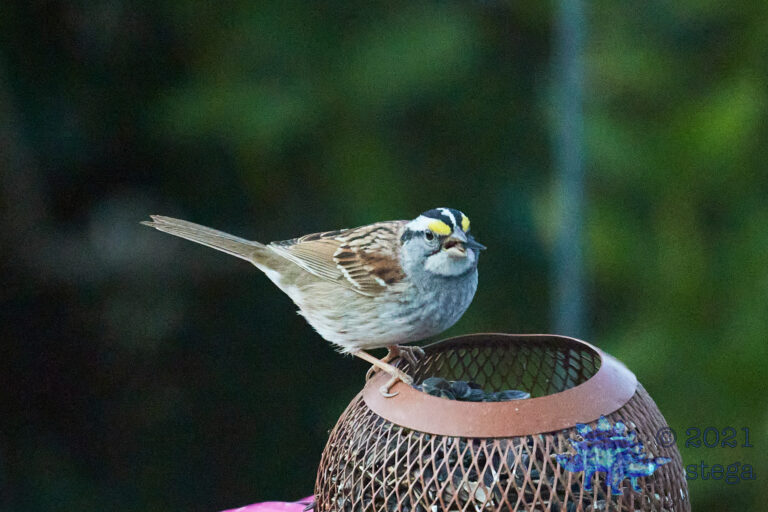 White-Throated Sparrow