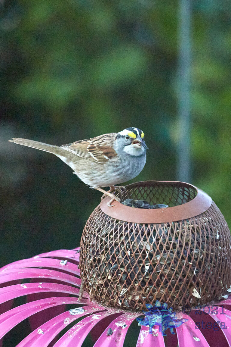 White-Throated Sparrow