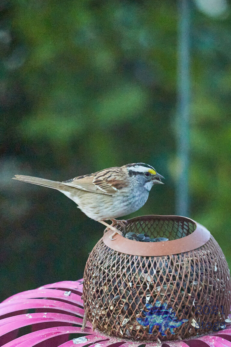 White-Throated Sparrow