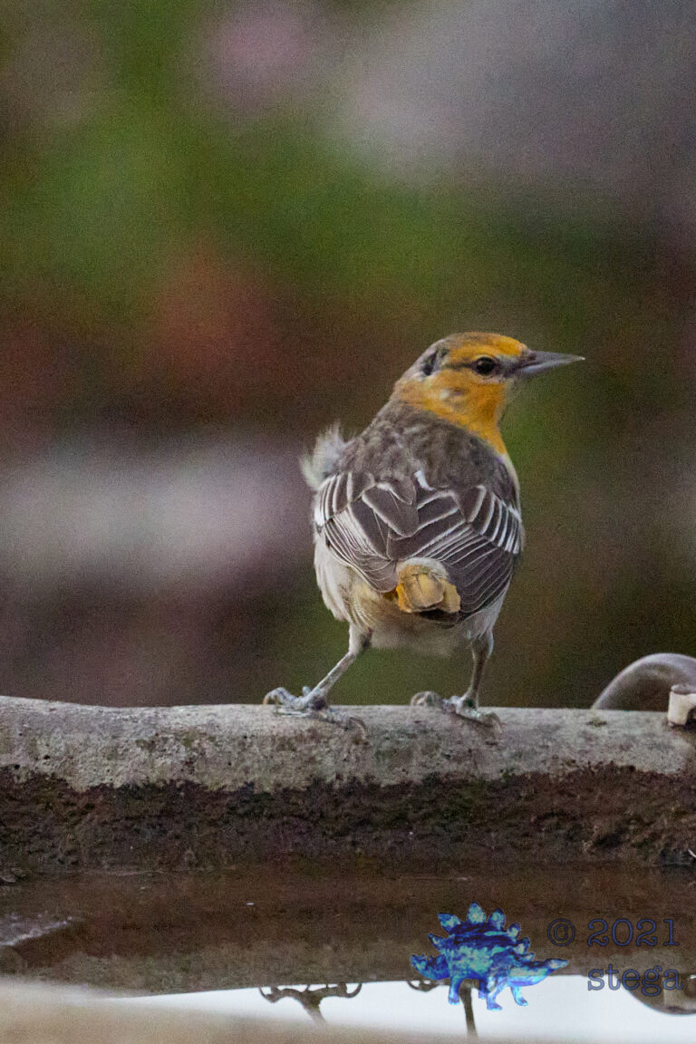 Bullock’s Oriole