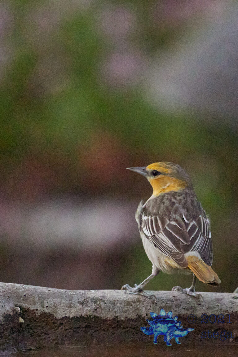 Bullock’s Oriole