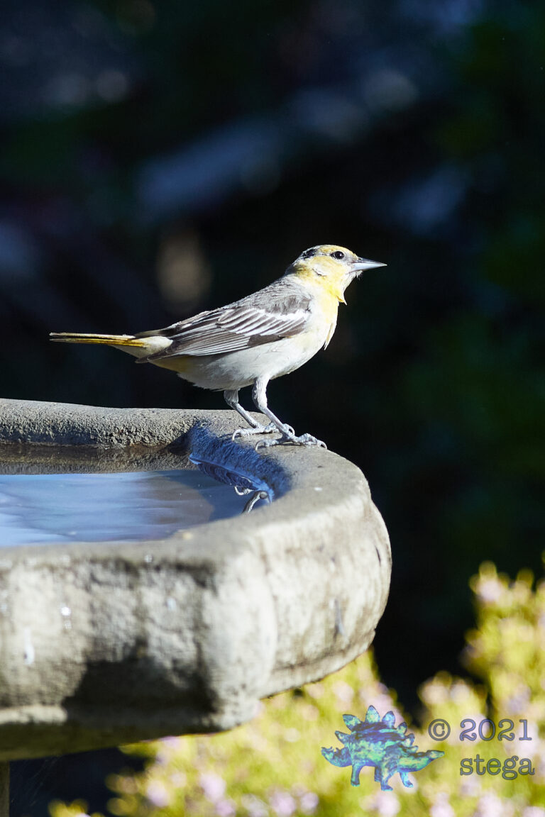 Bullock’s Oriole