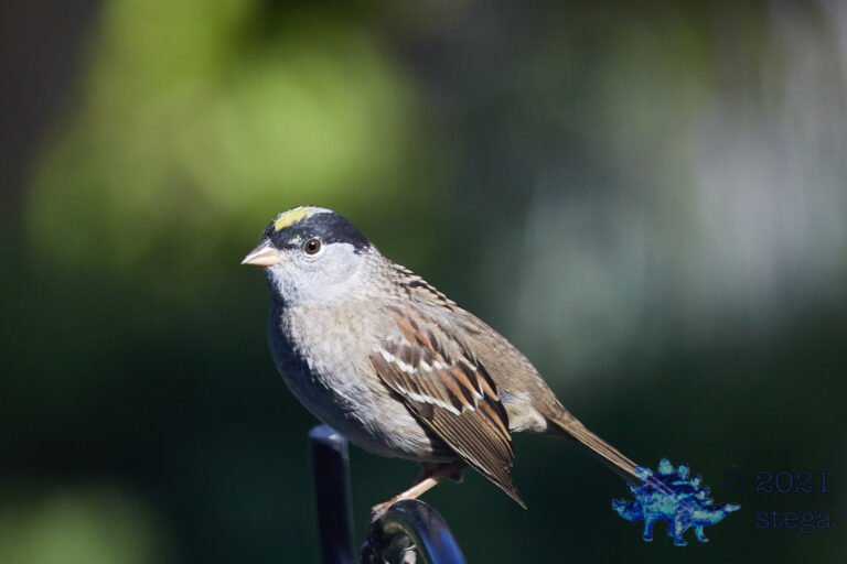Gold-Crowned Sparrow