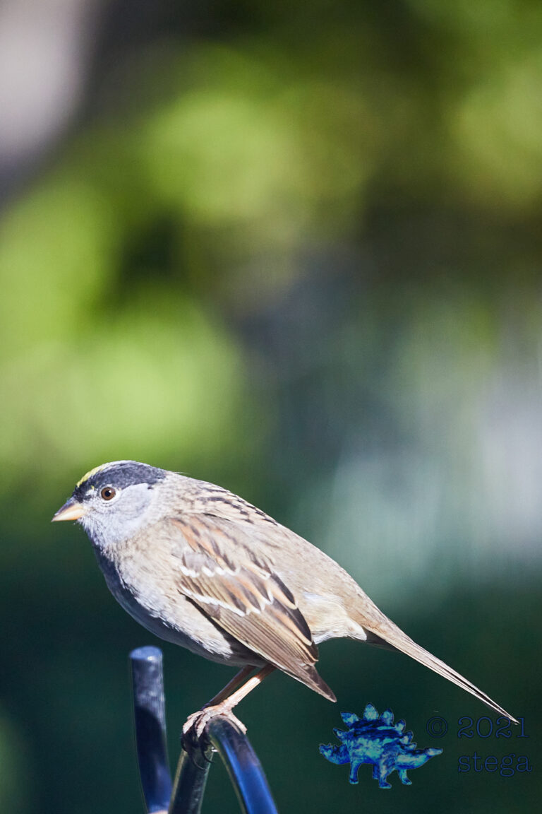 Gold-Crowned Sparrow