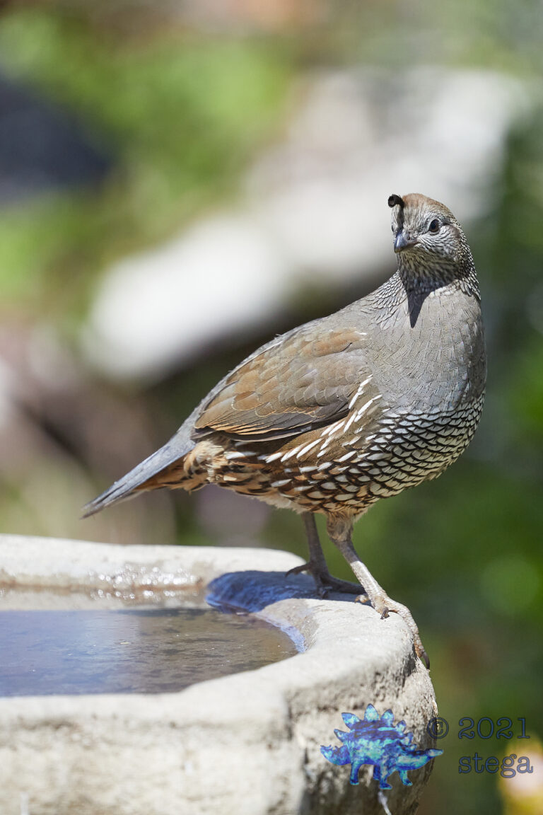 California Quail