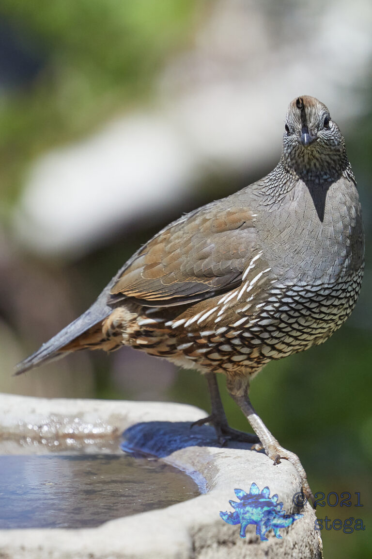 California Quail