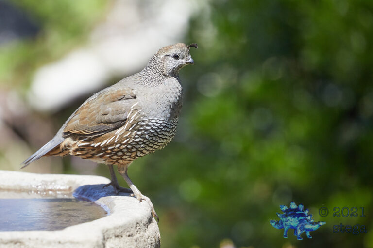 California Quail