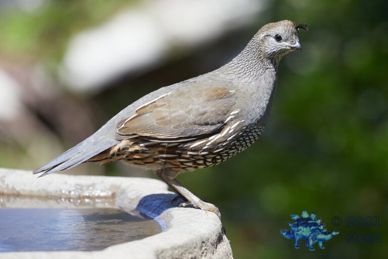 California Quail