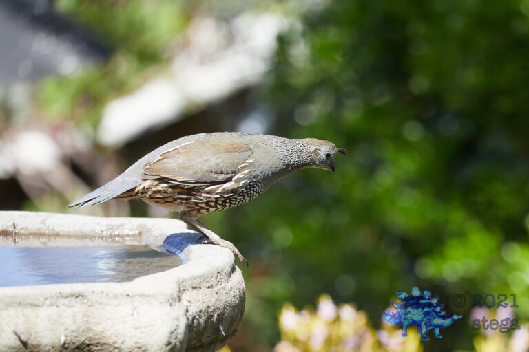 California Quail