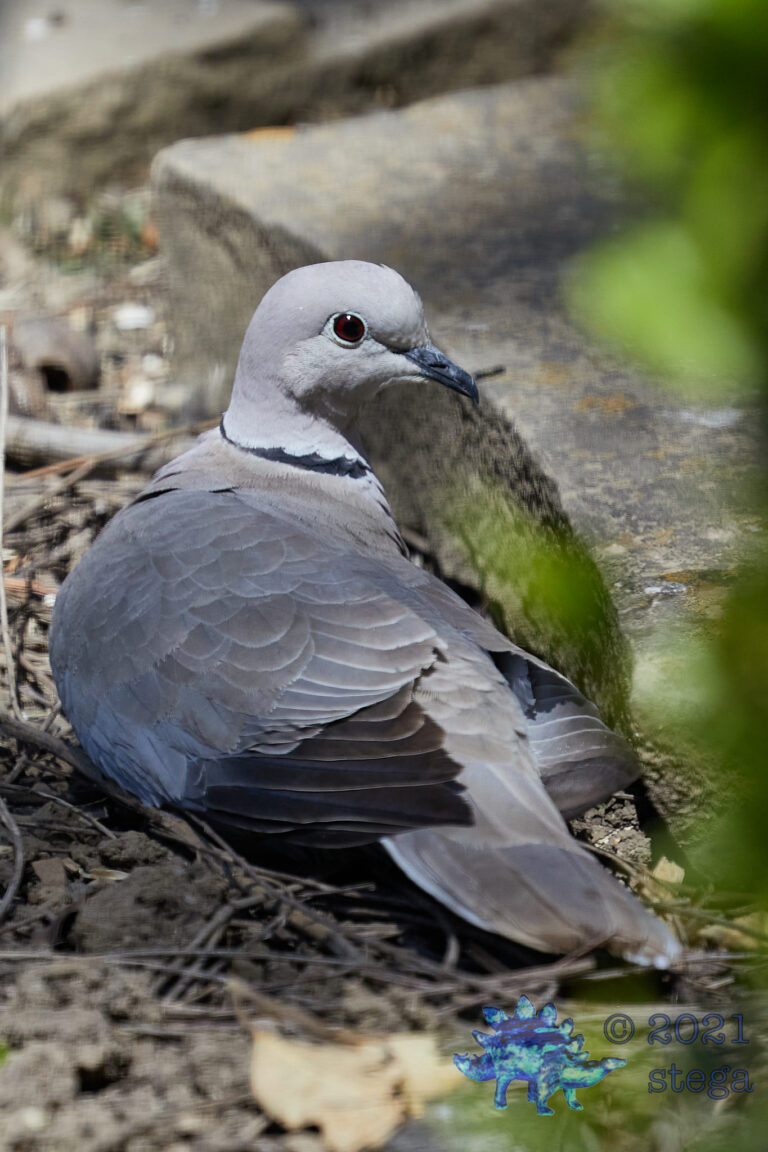 Eurasian Collared Dove
