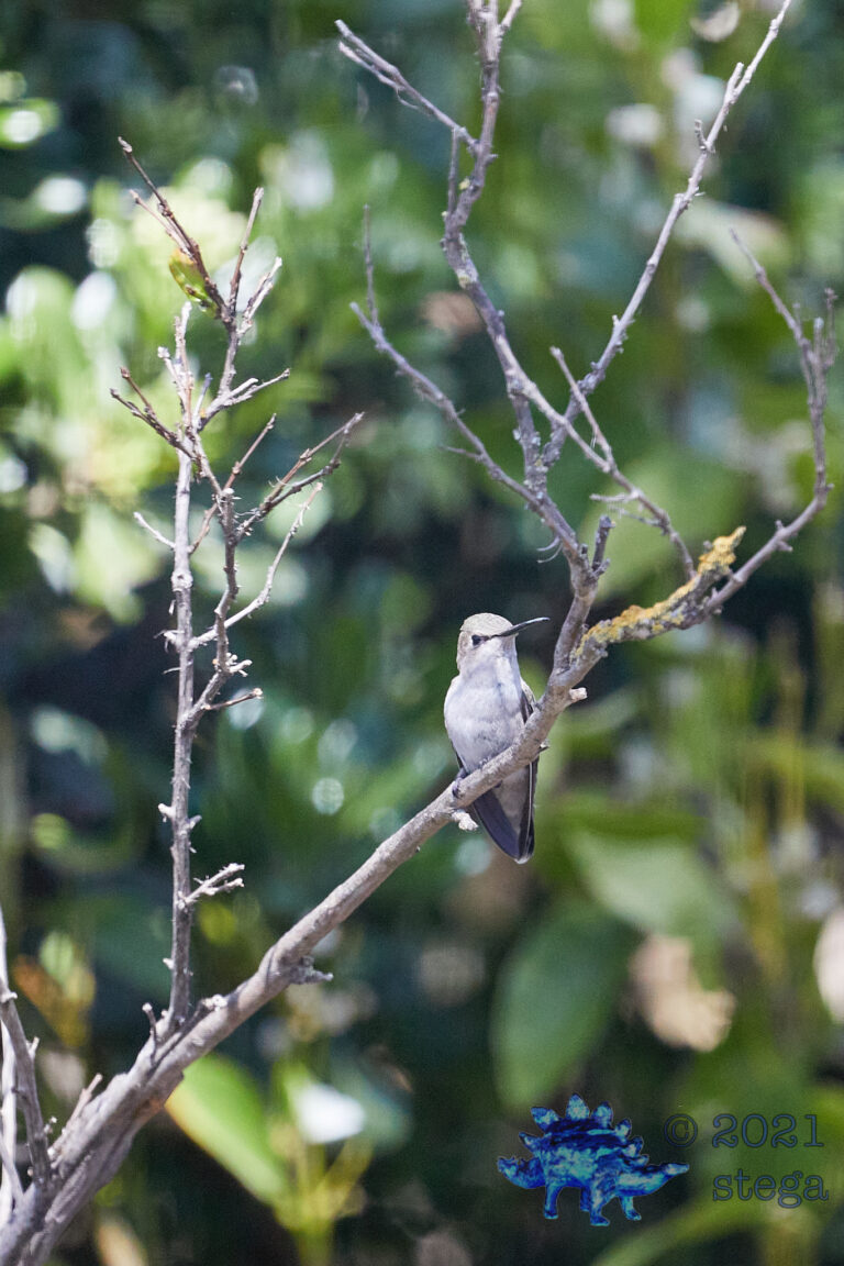 Allen’s Hummingbird