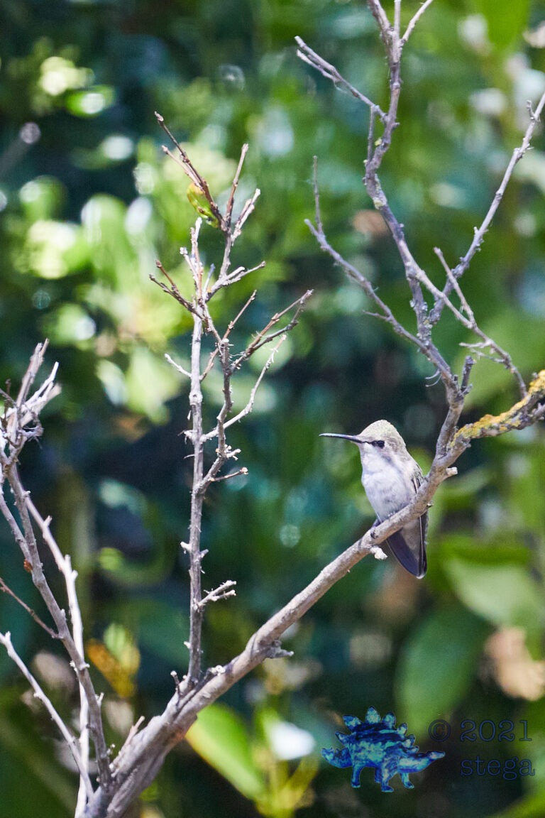 Allen’s Hummingbird