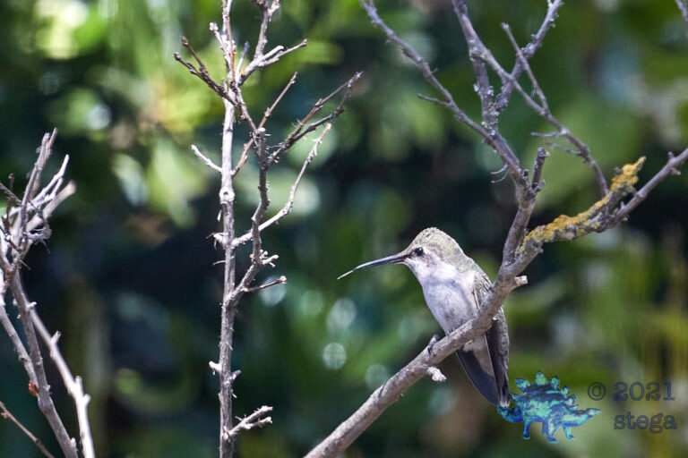 Anna’s Hummingbird