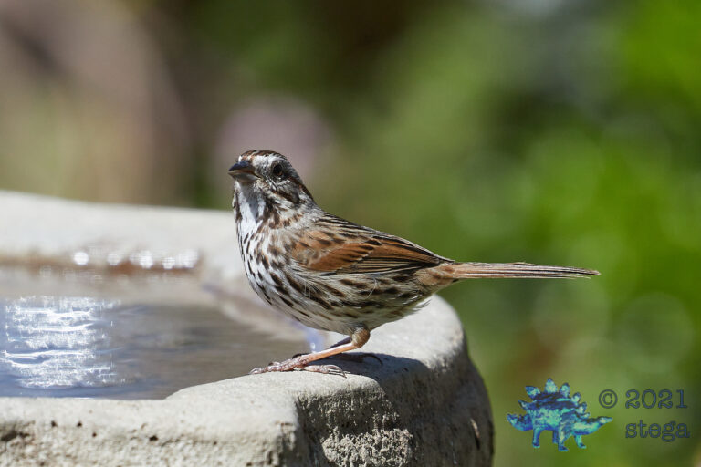 Song Sparrow