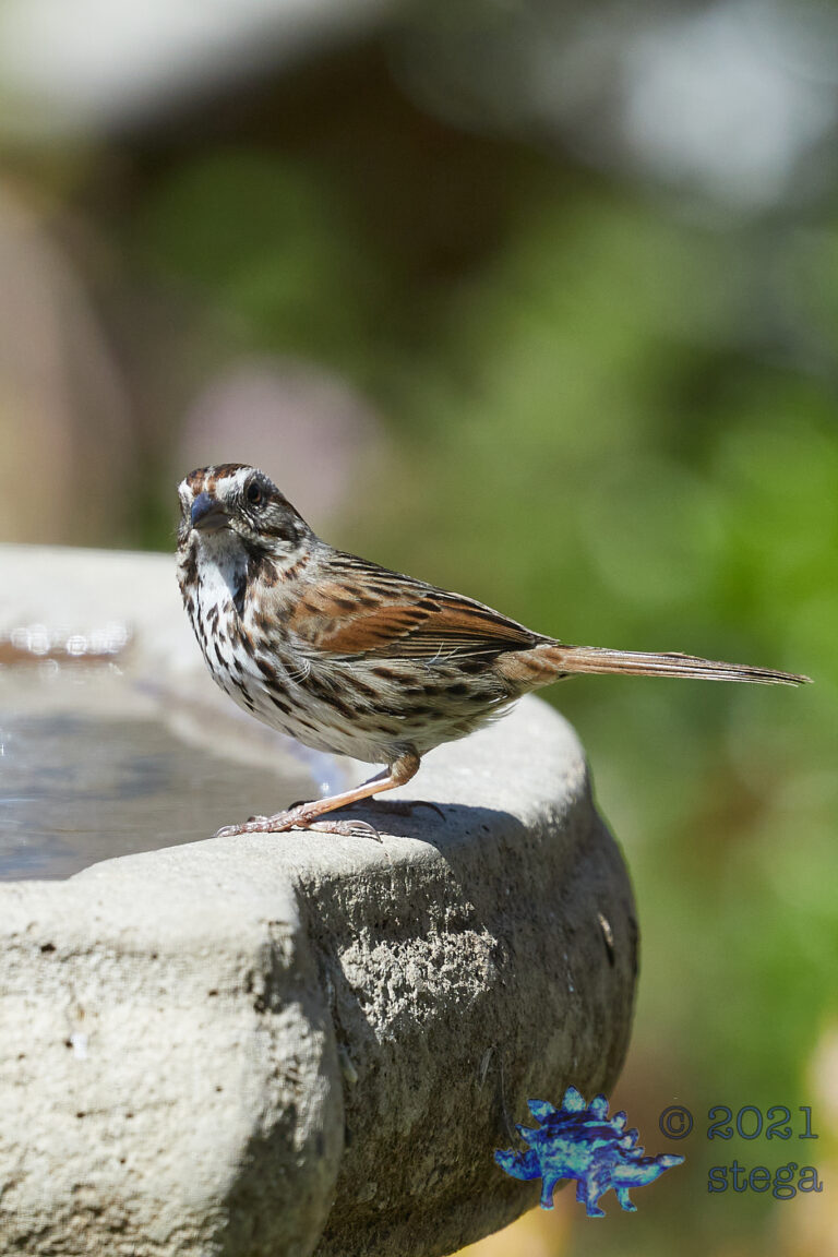 Lincoln’s Sparrow