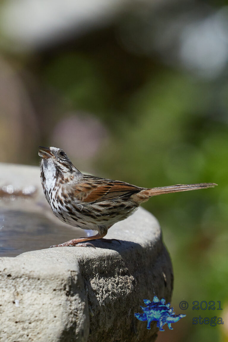 Song Sparrow