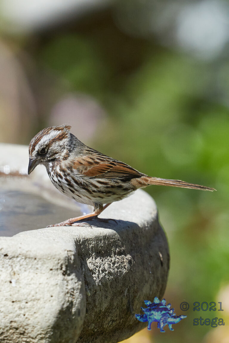 Song Sparrow