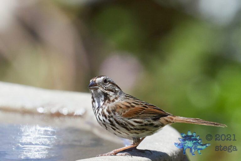 Song Sparrow