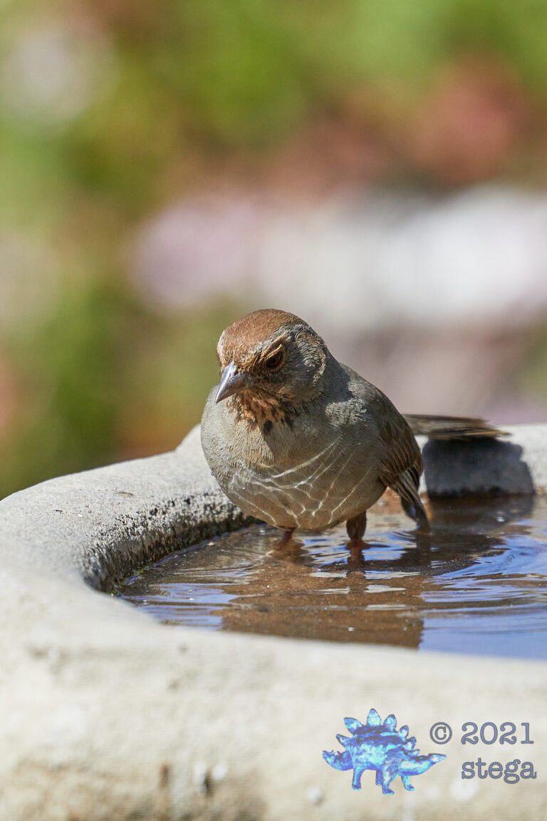 California Towhee