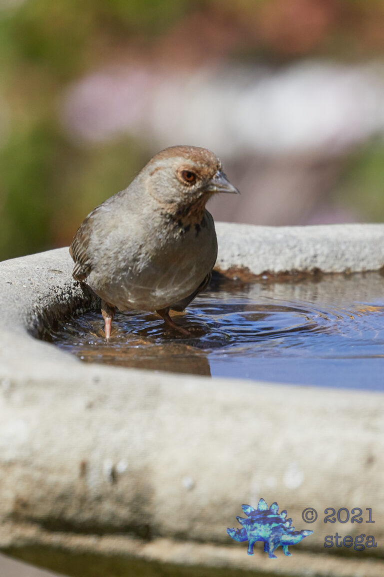 California Towhee