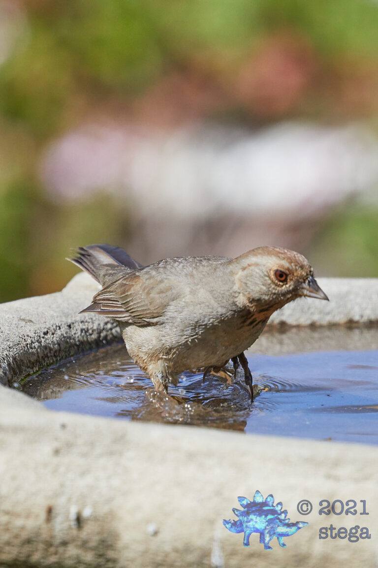 California Towhee