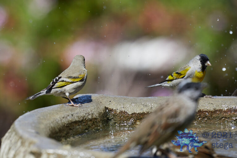 Lawrence’s Goldfinches