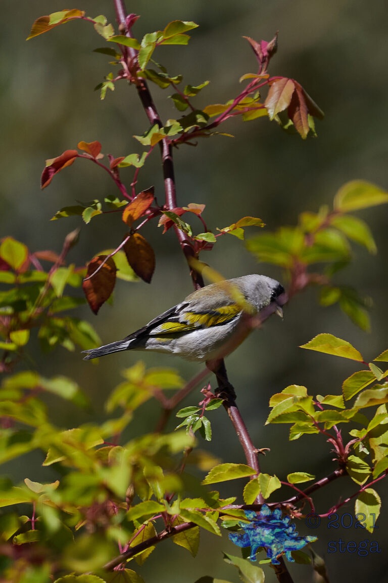 Lawrence’s Goldfinch