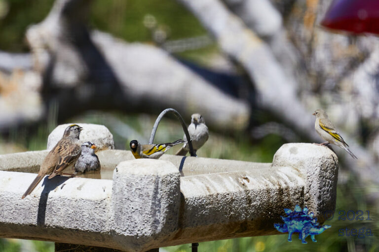 Finches and Sparrows