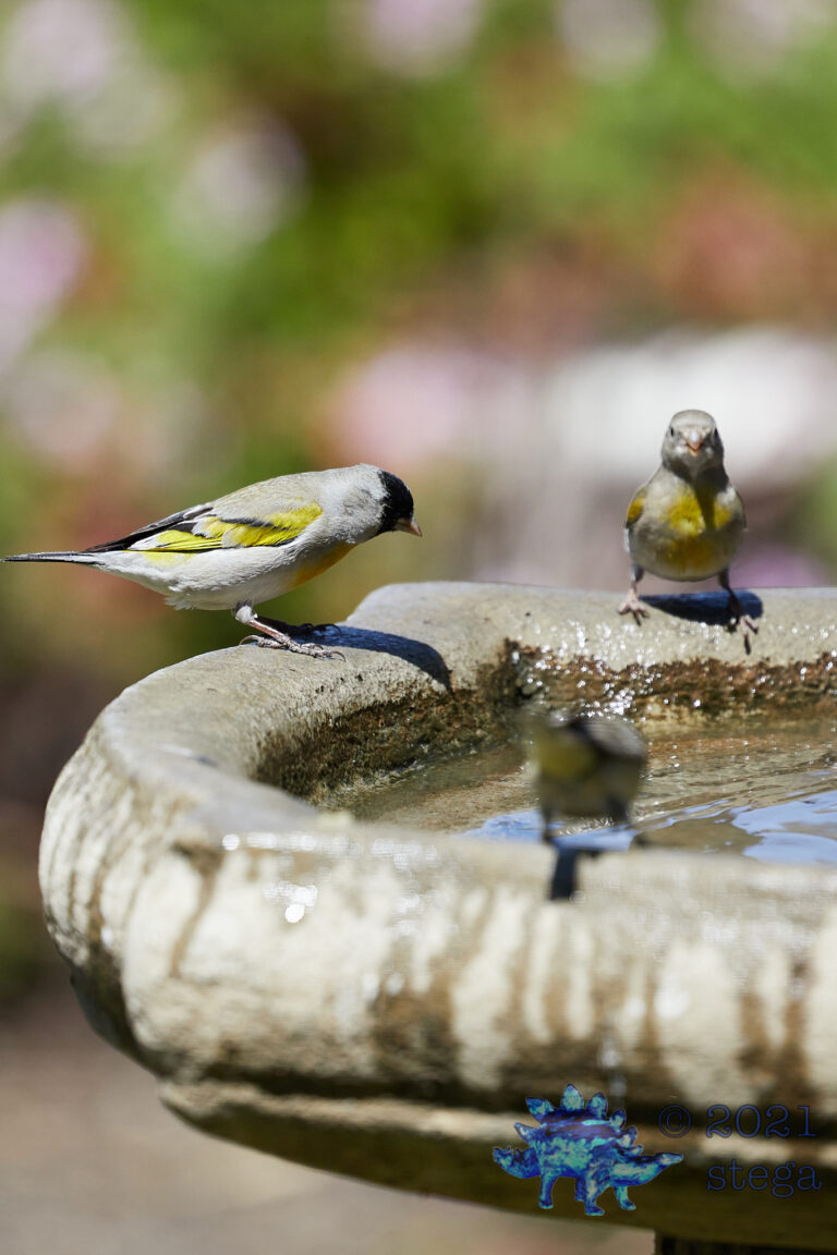Lawrence’s Goldfinches