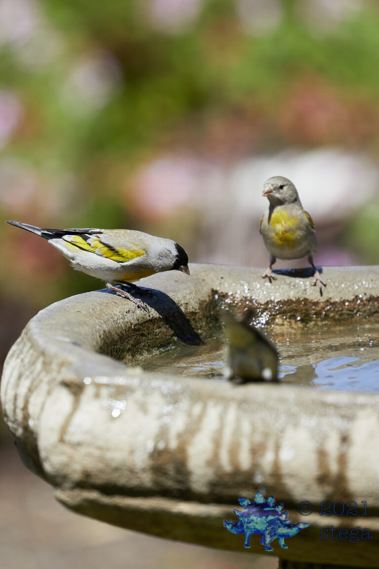 Lawrence’s Goldfinches